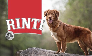 Rinti
