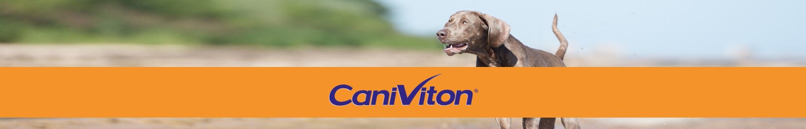 Caniviton