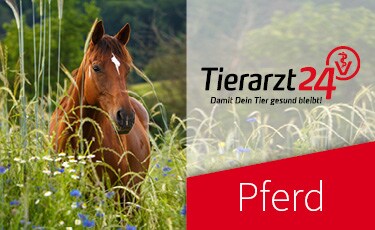Pferd