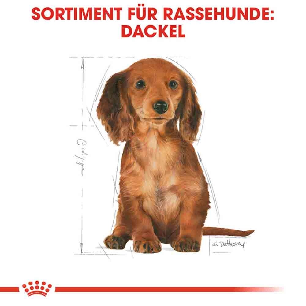 Royal Canin Dachshund Puppy Welpenfutter trocken_6