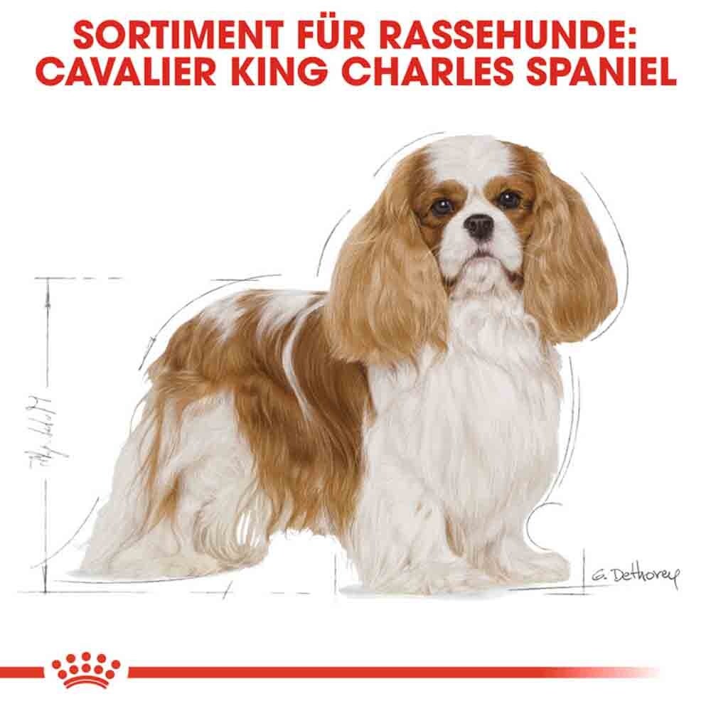 Royal Canin Cavalier King Charles Adult Hundefutter trocken_3