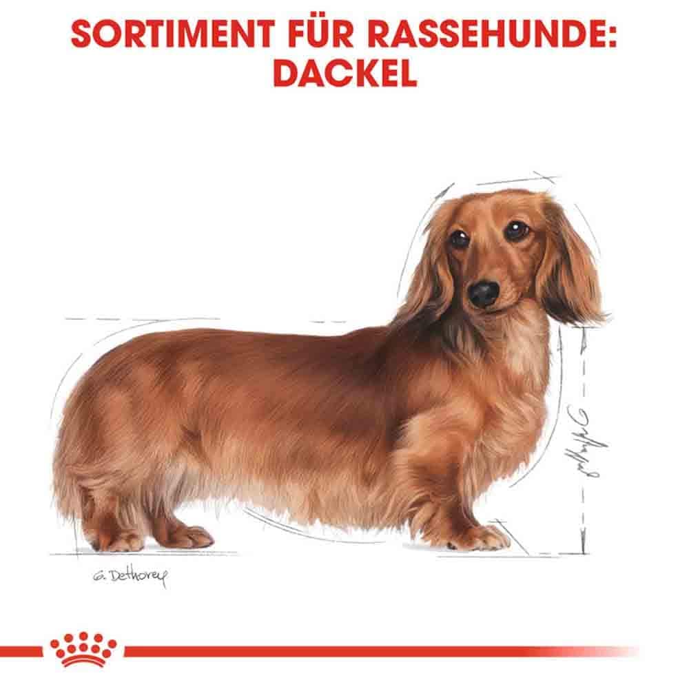 Royal Canin Dachshund Adult Hundefutter nass_3
