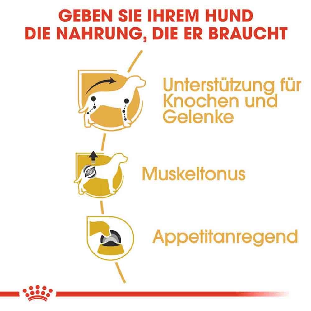 Royal Canin Dachshund Adult Hundefutter nass_4
