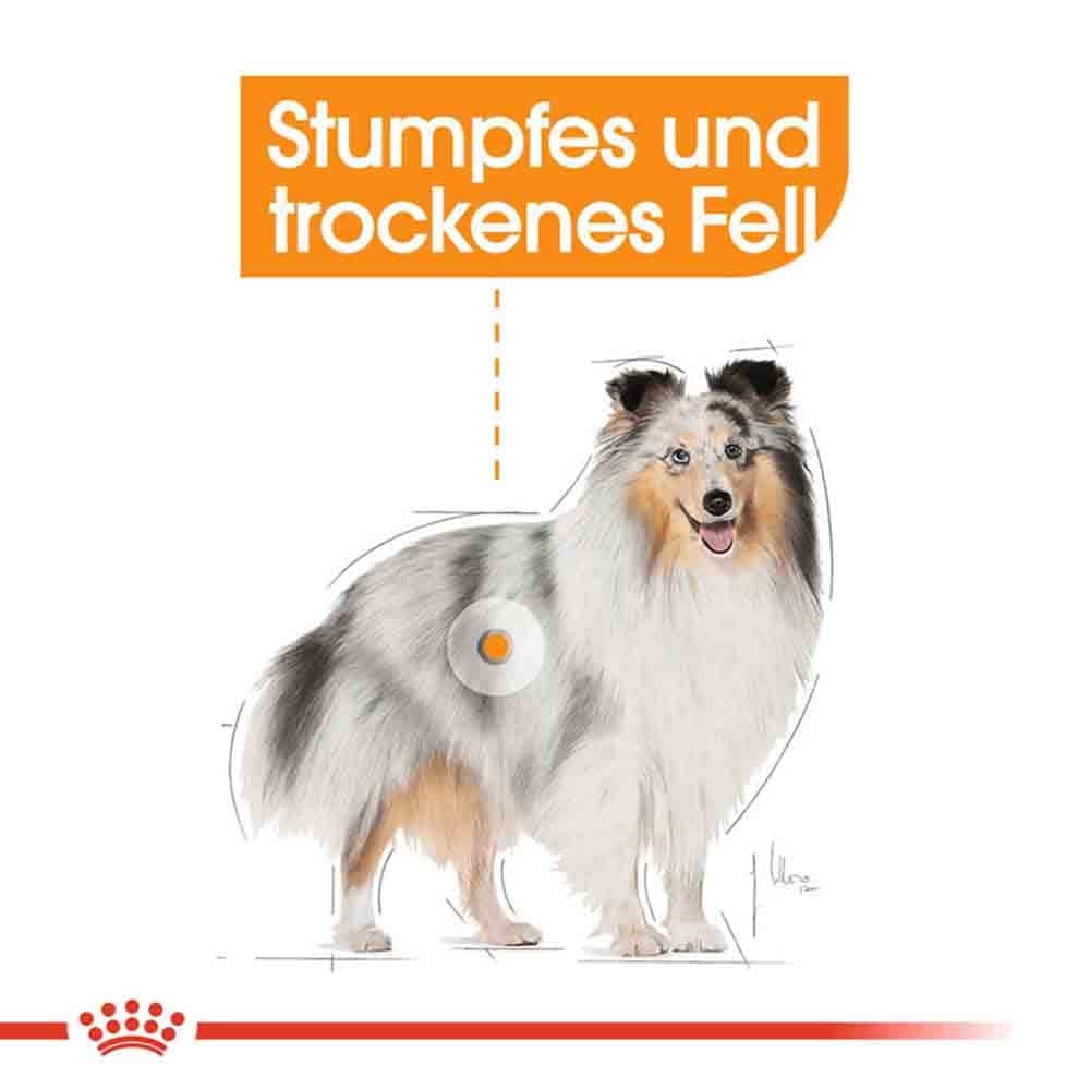 Royal Canin Coat Care Nassfutter für glänzendes Fell_3