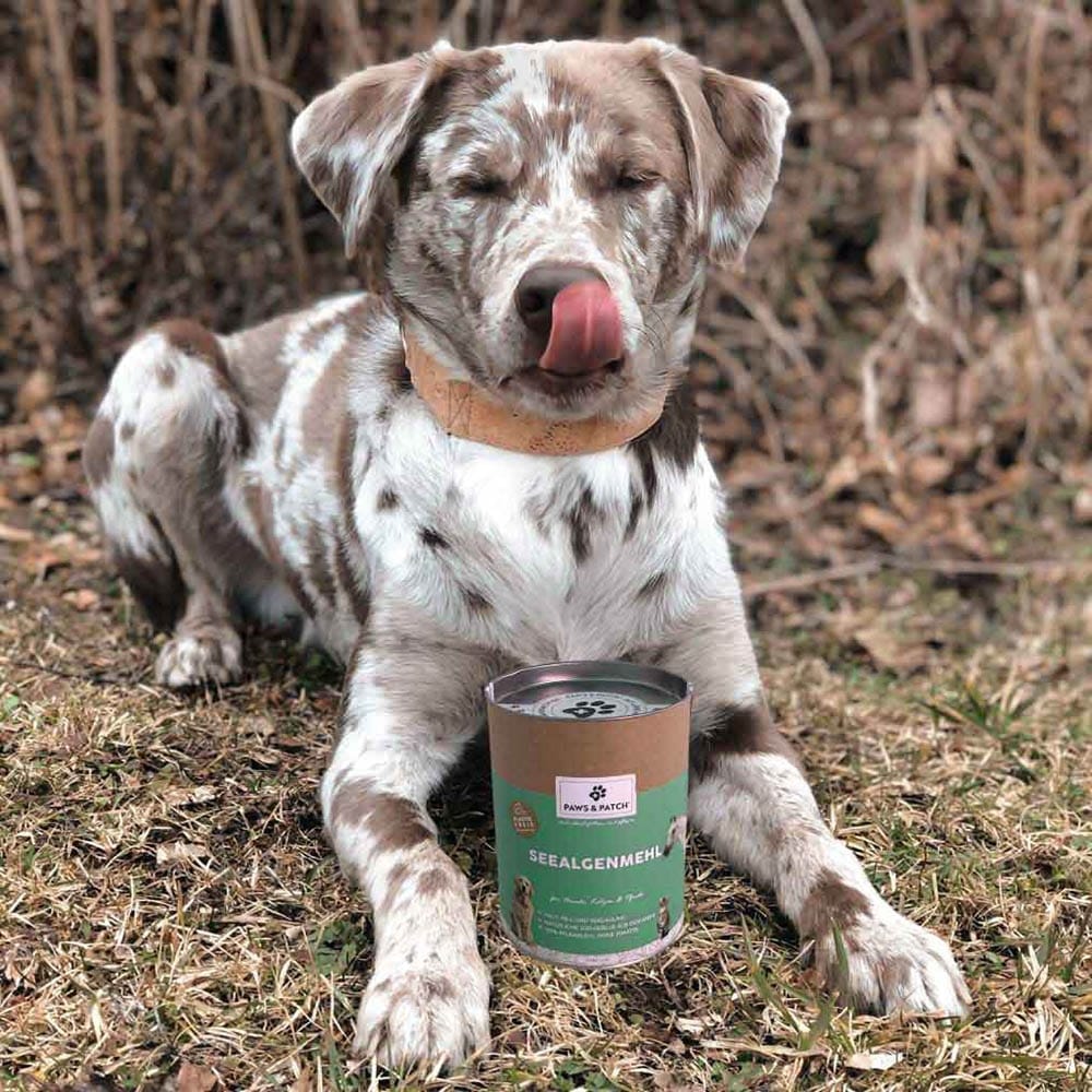 PAWS & PATCH Seealgenmehl Pulver für Hunde, Katzen und Pferde_2
