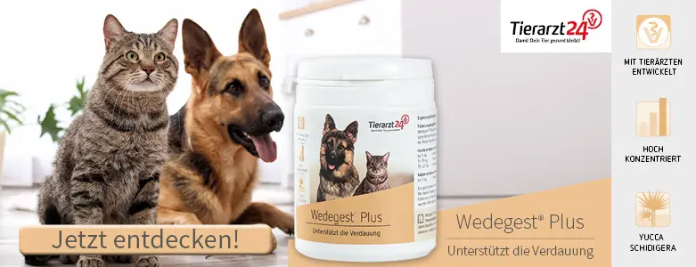biothane halsband hund BioThane® Hundehalsband | Für jedes Wetter geeignet