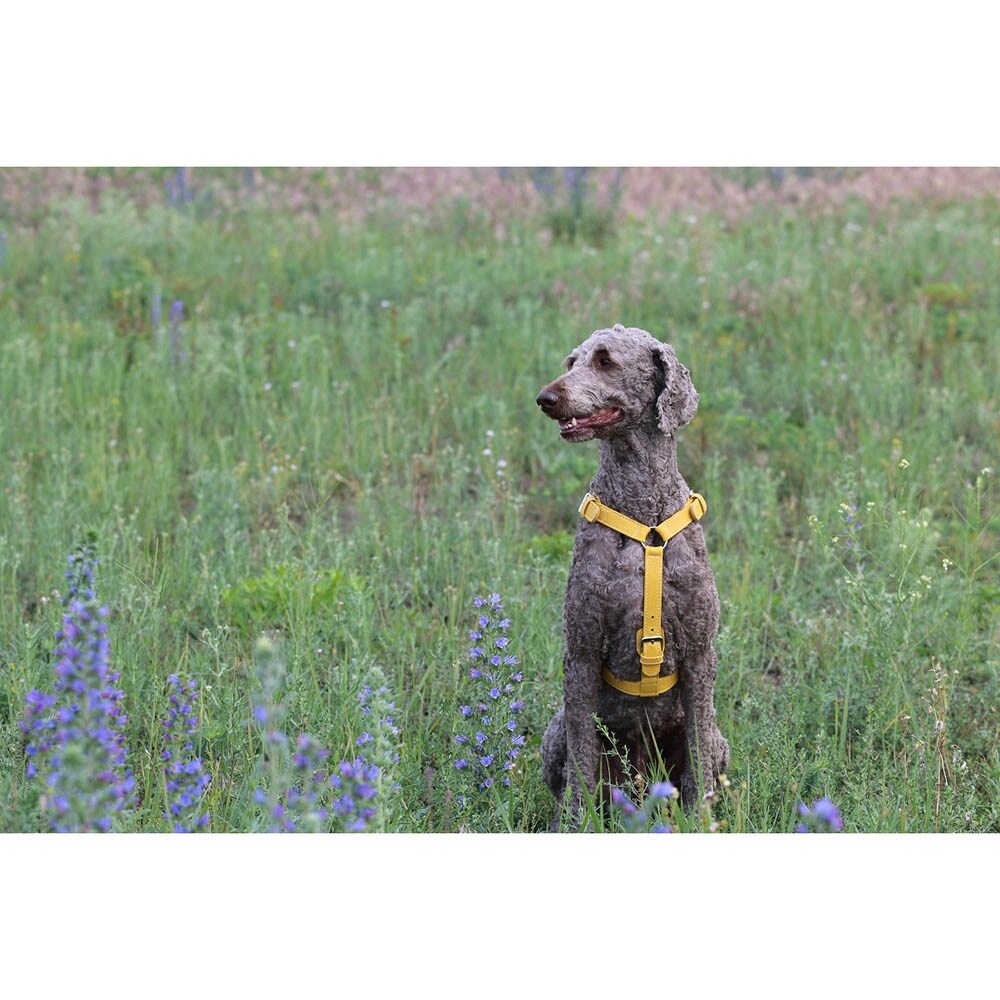 Das Lederband Barcelona Geschirr Vibrant-Yellow_2