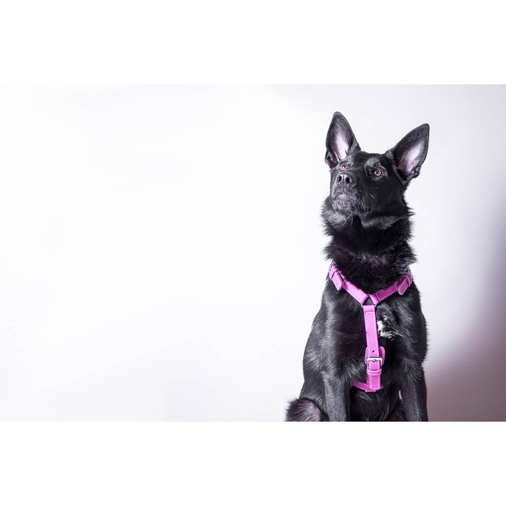 Das Lederband Barcelona Geschirr Rose-Violet_2