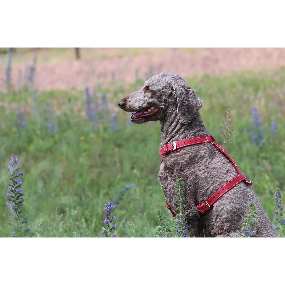 Das Lederband Barcelona Geschirr Indian-Red_2