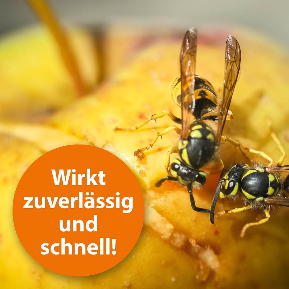 Ardap Wespenschaum_2