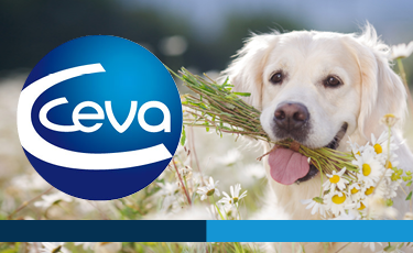 Ceva