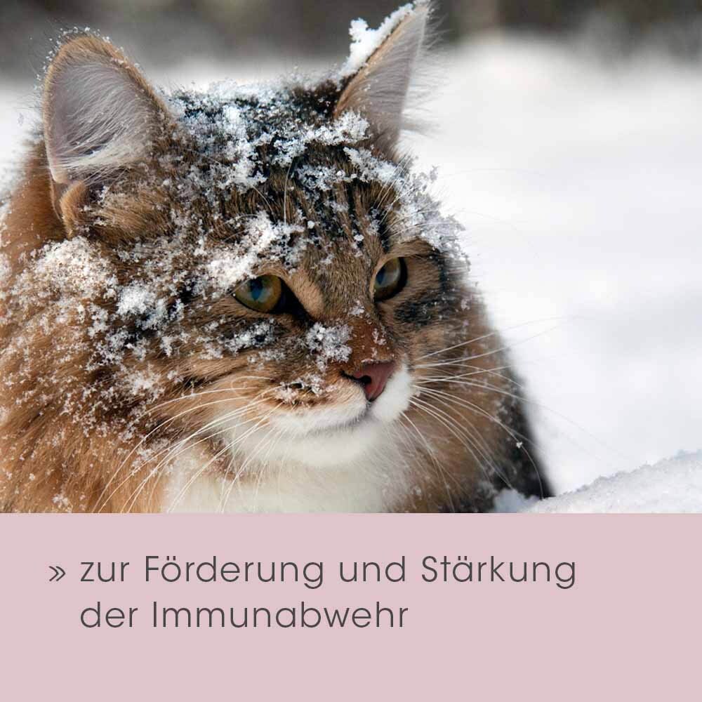 cdVet feliTATZ Bronchial_7