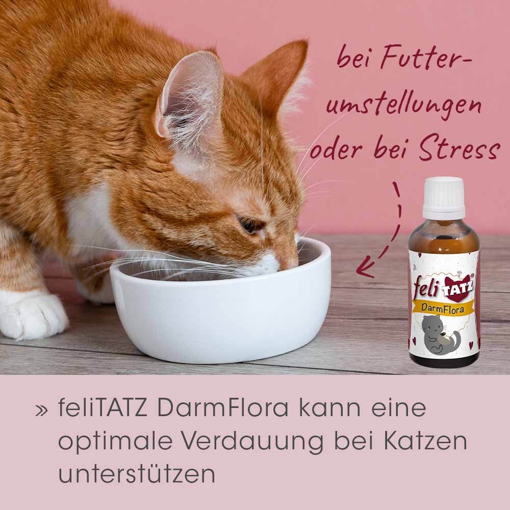cdVet feliTATZ DarmFlora_7