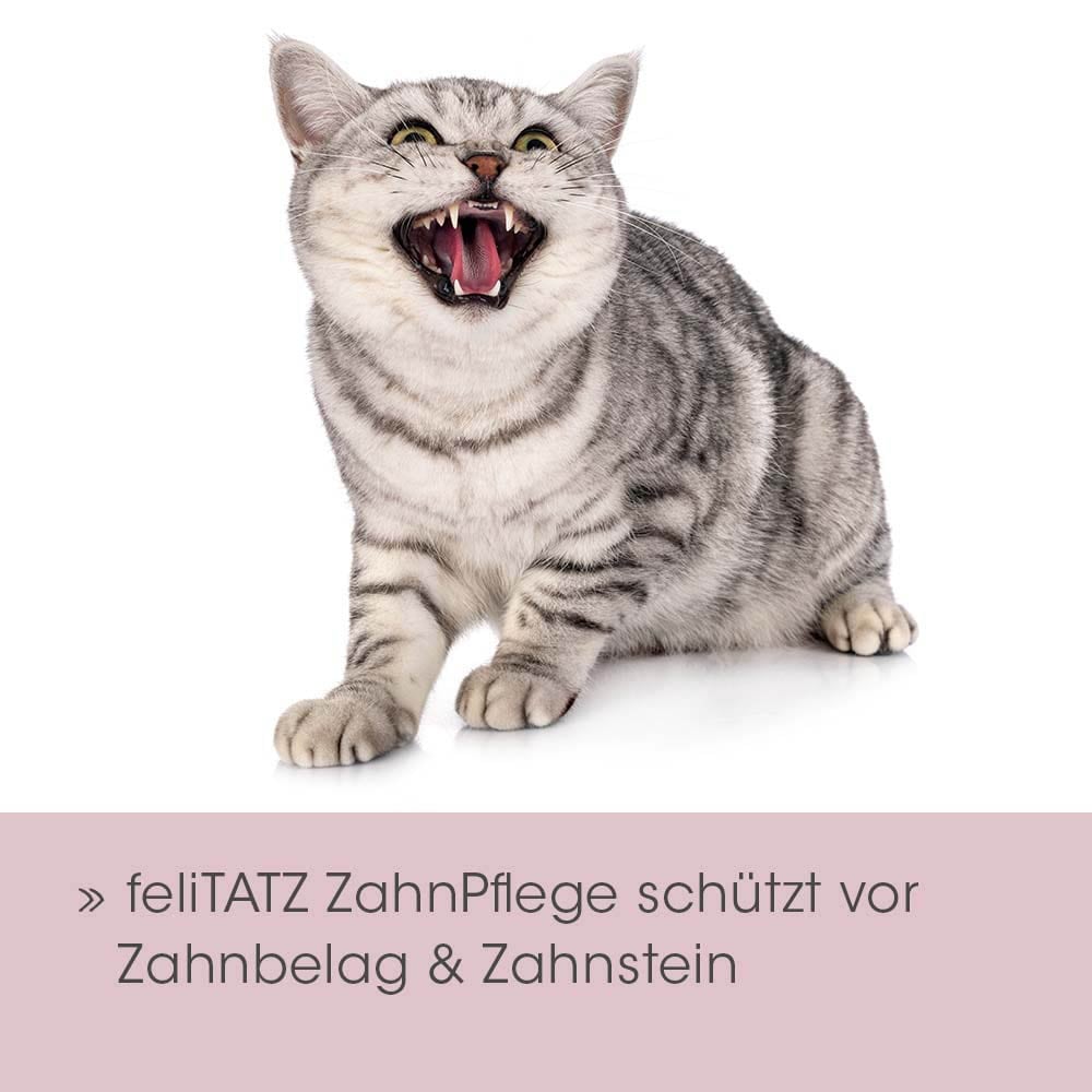 cdVet feliTATZ ZahnPflege_3