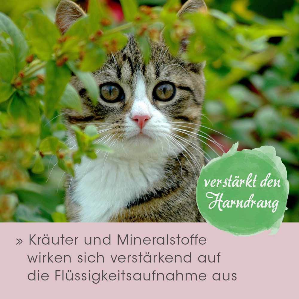 cdVet feliTATZ HarnwegeWohl_3