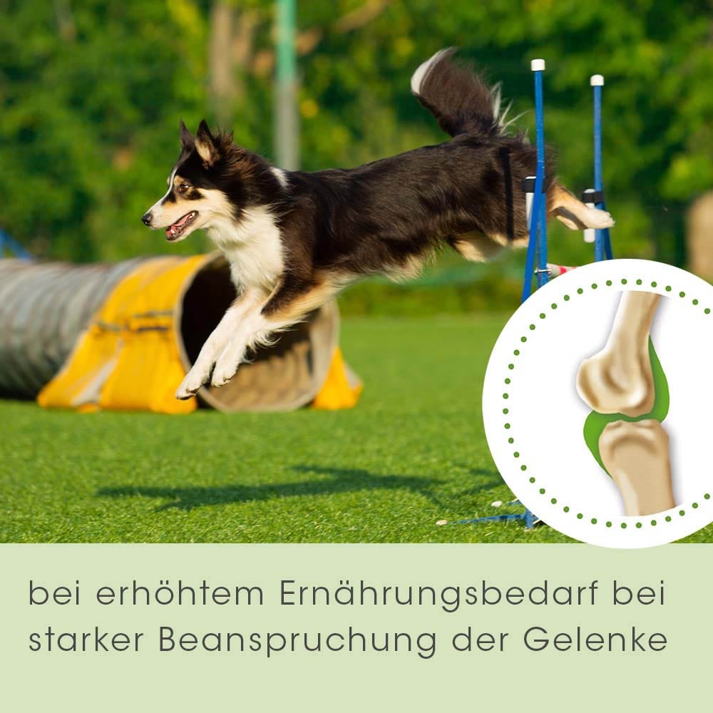 cdVet ArthroGreen plus_5