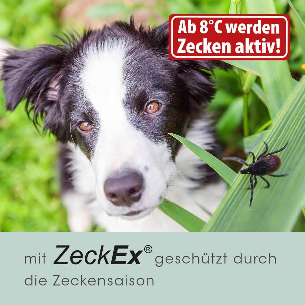 cdVet ZeckEx_8