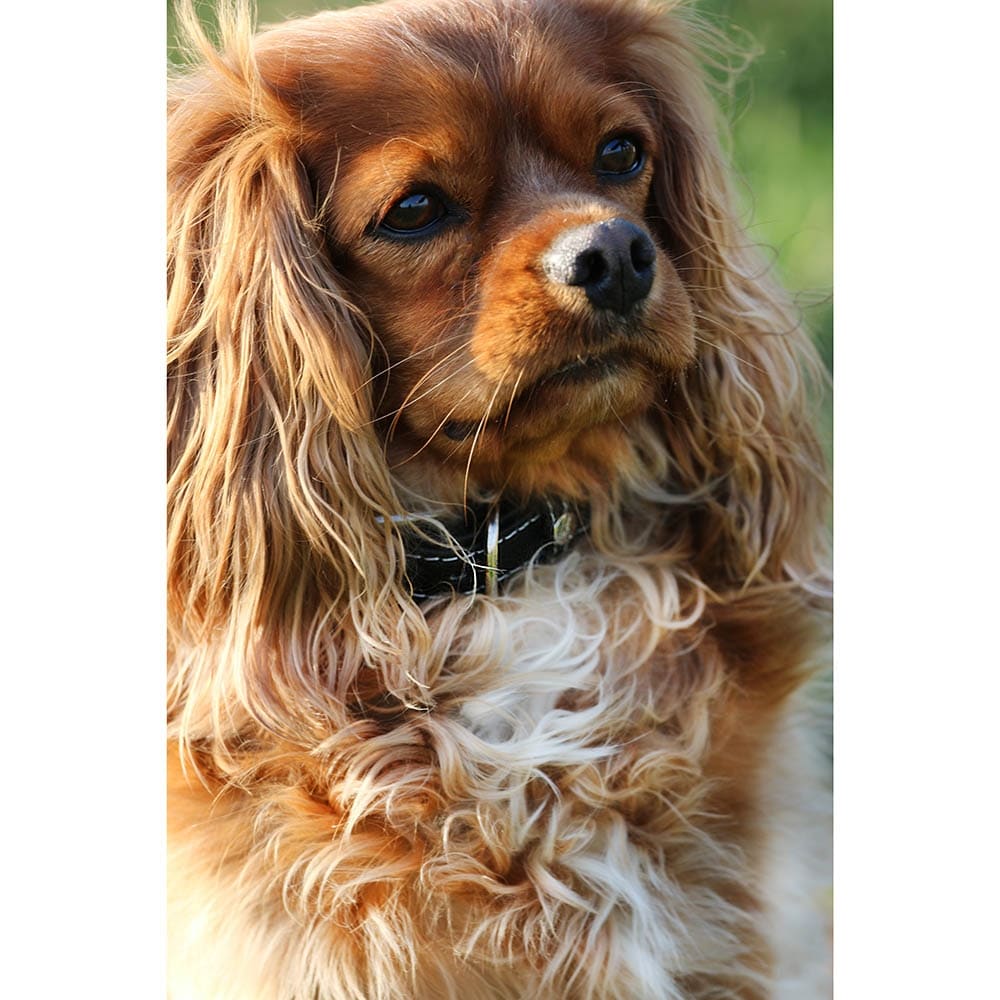 Das Lederband Barcelona Halsband Black _4