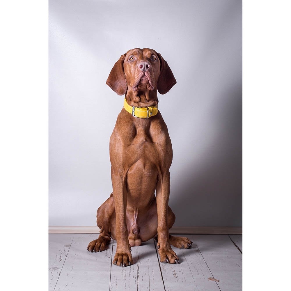 Das Lederband Barcelona Halsband Vibrant-Yellow_4