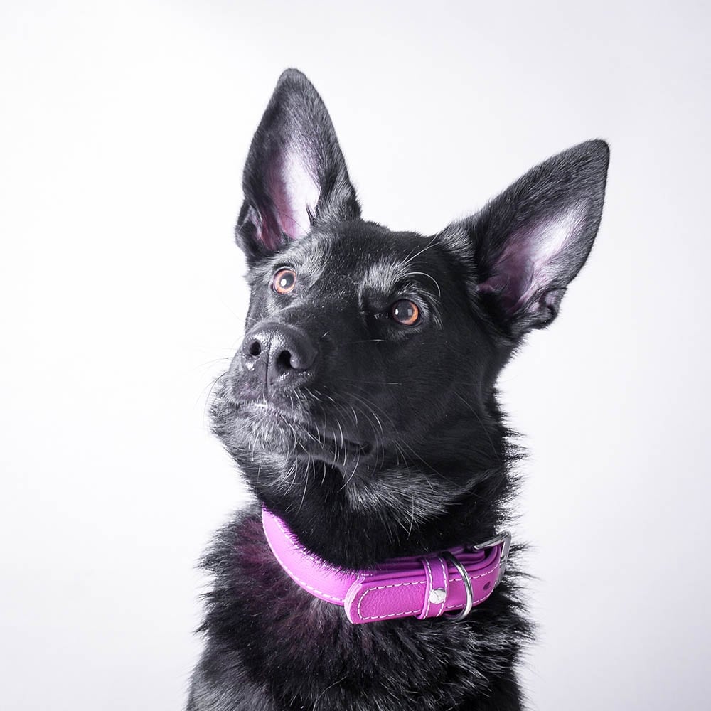 Das Lederband Barcelona Halsband Rose-Violet_5