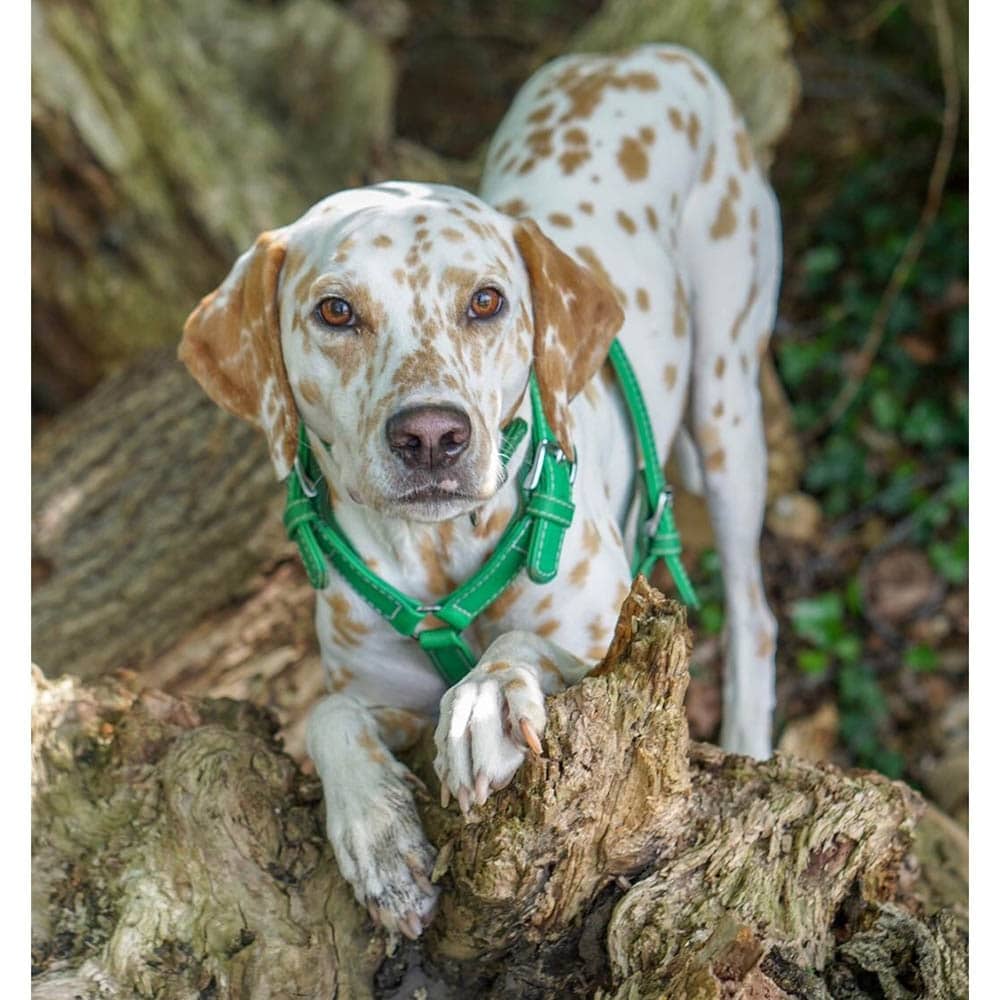 Das Lederband Barcelona Geschirr Summer-Green_2