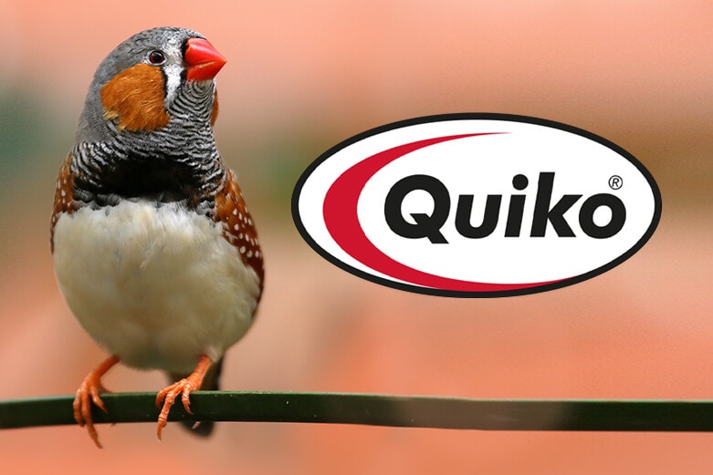 Quiko