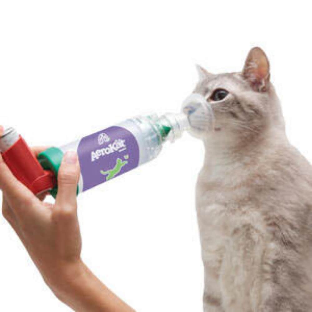 AeroKat für Katzen_3