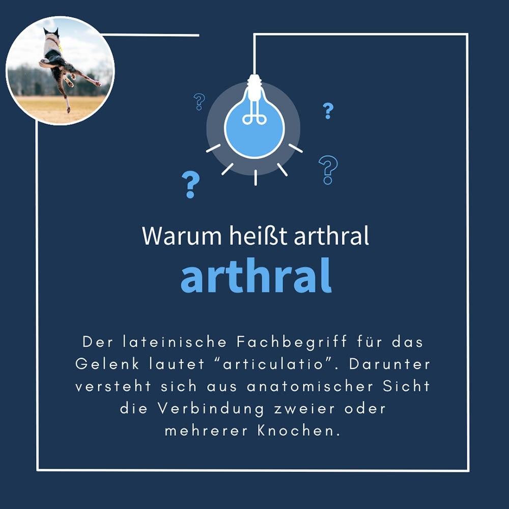 navalis arthral Dog_6