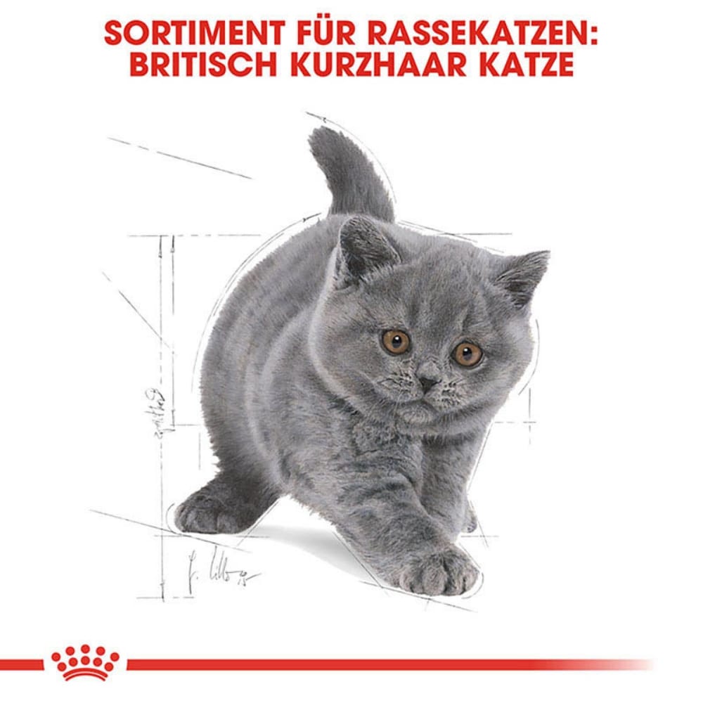 Royal Canin British Shorthair Kittenfutter trocken für BKH Kätzchen _3