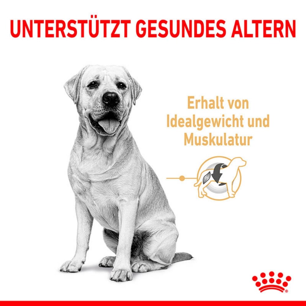 Royal Canin Labrador Retriever Adult 5+ Trockenfutter für Hunde ab 5 Jahren_3