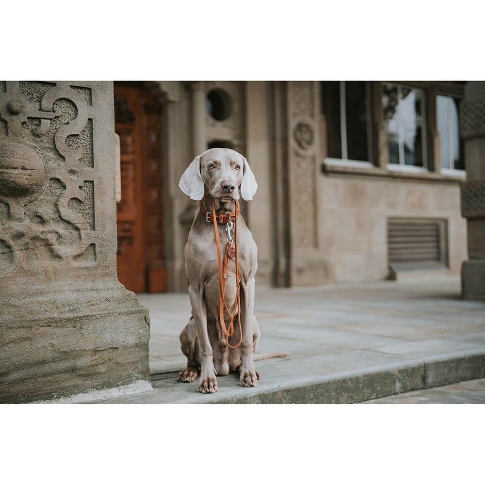 Hunter Führleine Solid Education cognac_3