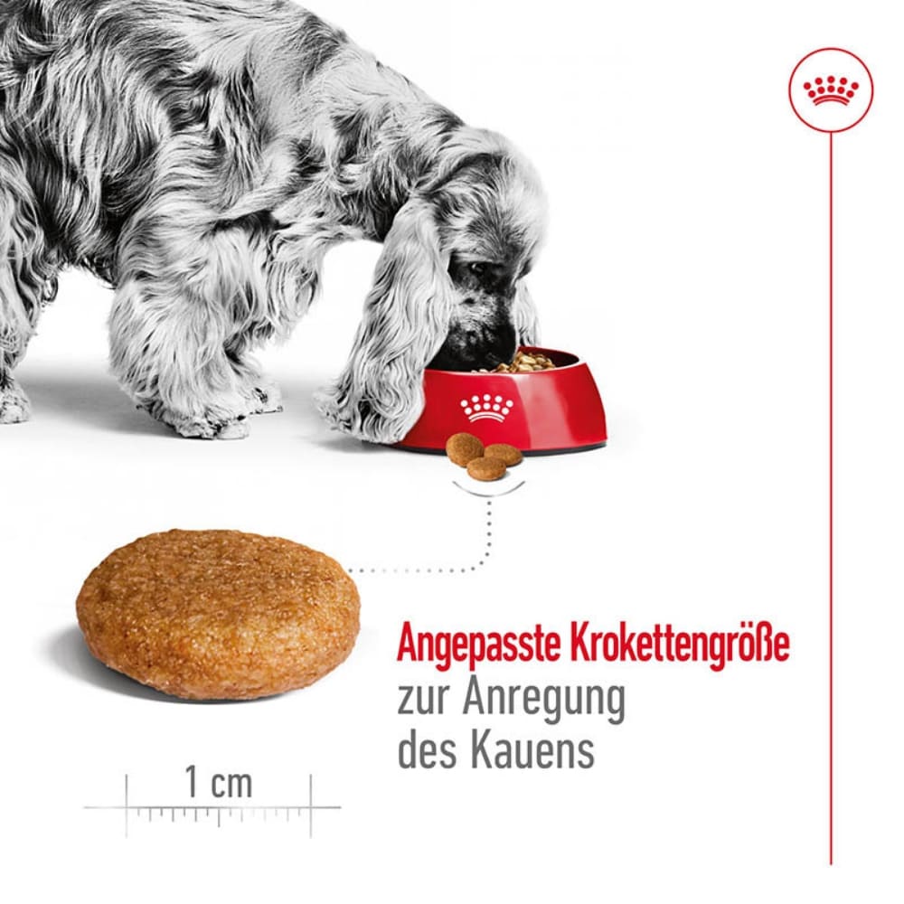 Royal Canin Medium Ageing 10+ Trockenfutter für ältere mittelgroße Hunde_4