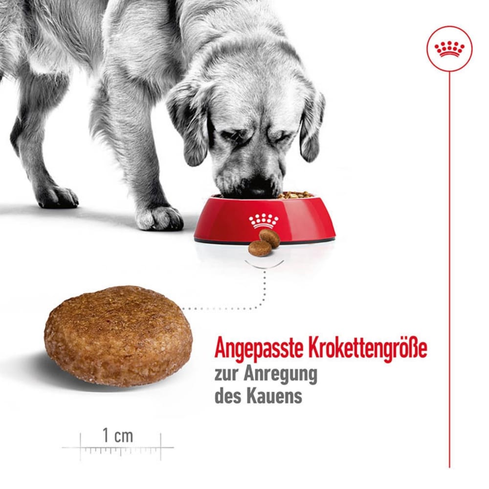 Royal Canin Maxi Adult 5+ Trockenfutter für ältere große Hunde_4