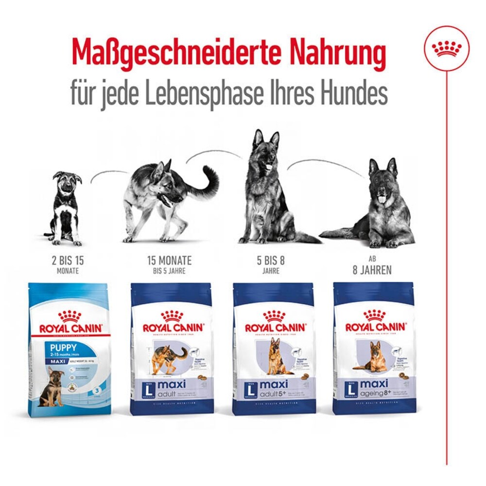 Royal Canin Maxi Adult 5+ Trockenfutter für ältere große Hunde_6