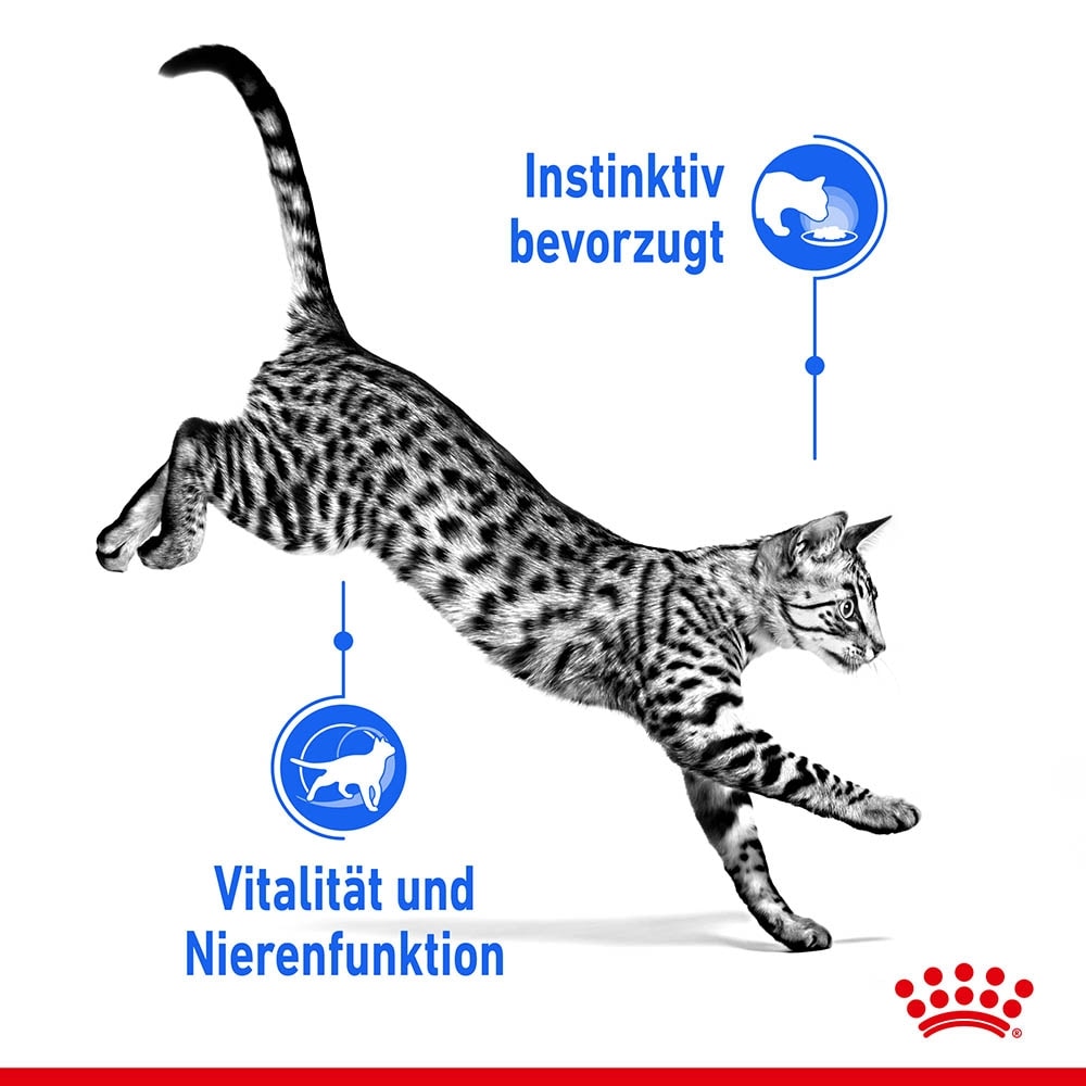 Royal Canin Indoor 7+ Sterilised in Gelee Nassfutter für Wohnungskatzen ab 7 Jahren_3