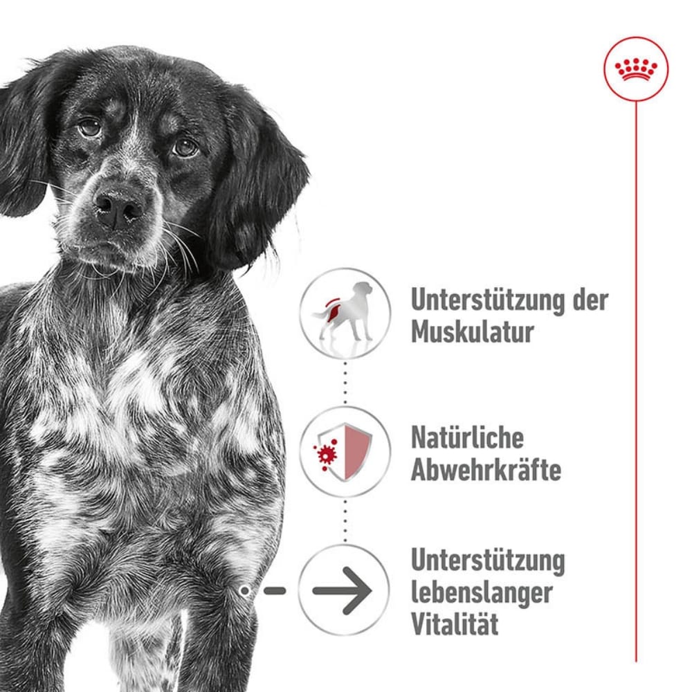Royal Canin Medium Ageing Feuchtnahrung als Stückchen in Soße (>7. Lebensjahr)_2