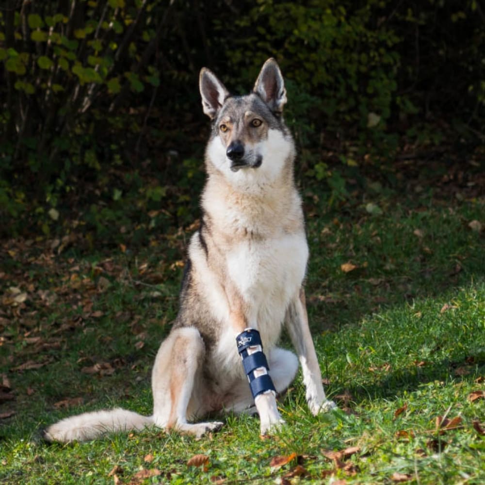 Balto Rehab-Orthese BT Bone_2