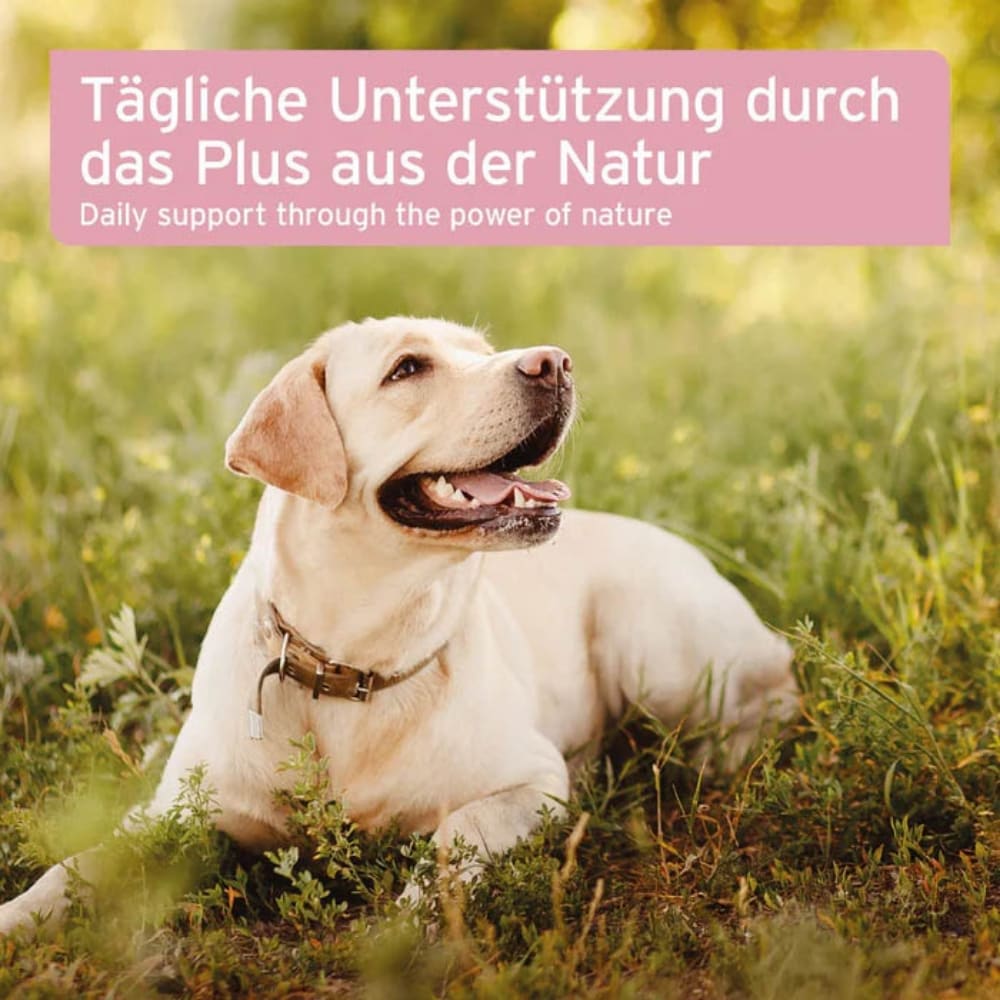 AniForte NierenVetal Pulver für Hunde_5