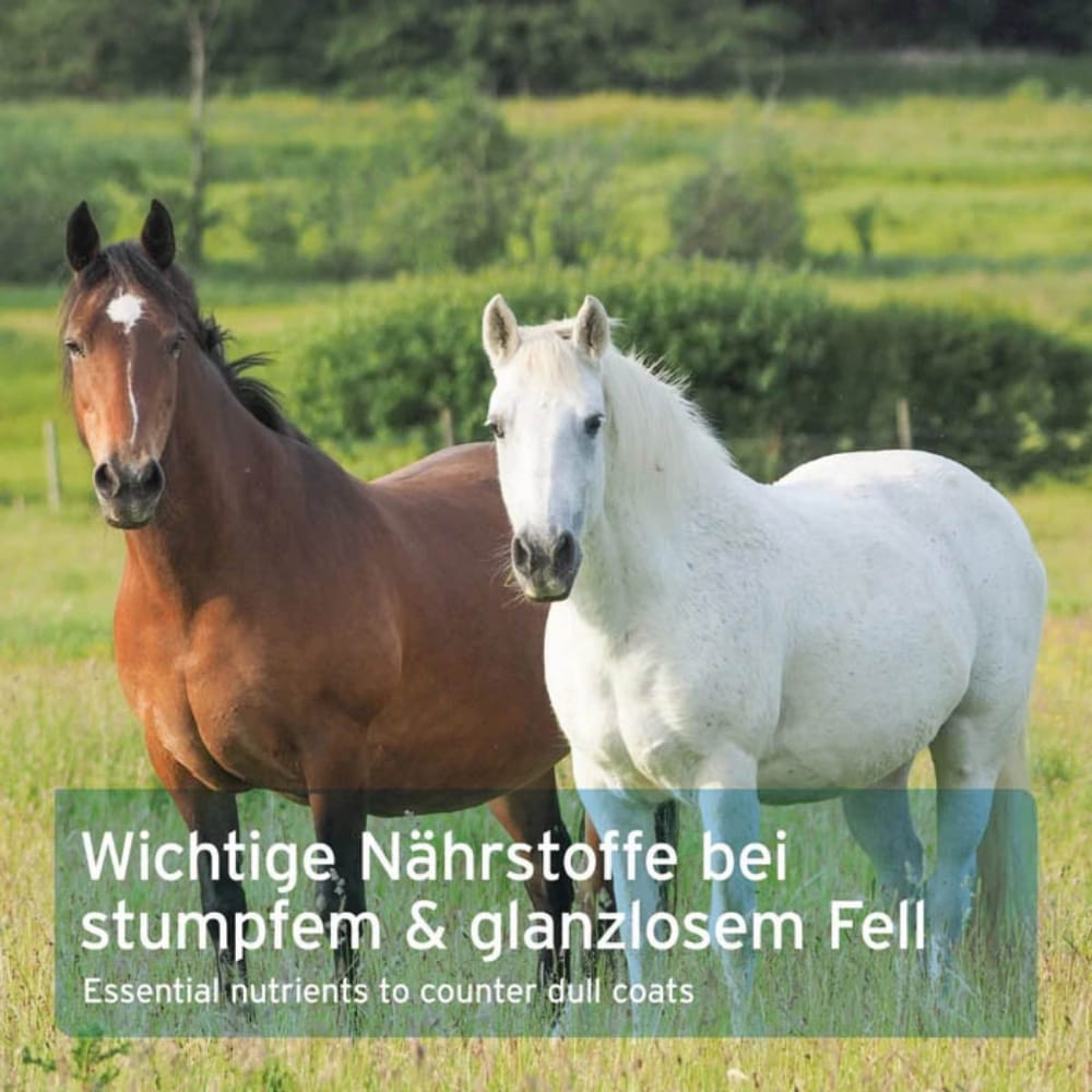 AniForte Bierhefe BT Pur_2