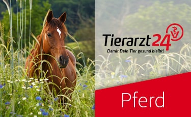 Pferd