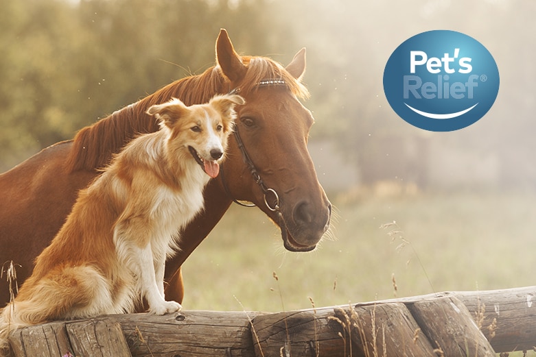 Pet´s Relief
