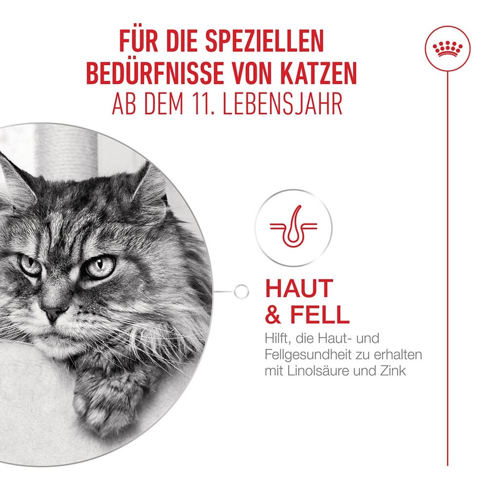Royal Canin Ageing 11+ Feuchtnahrung in Gelee für Senior Katzen ab dem 11. Lebensjahr_2