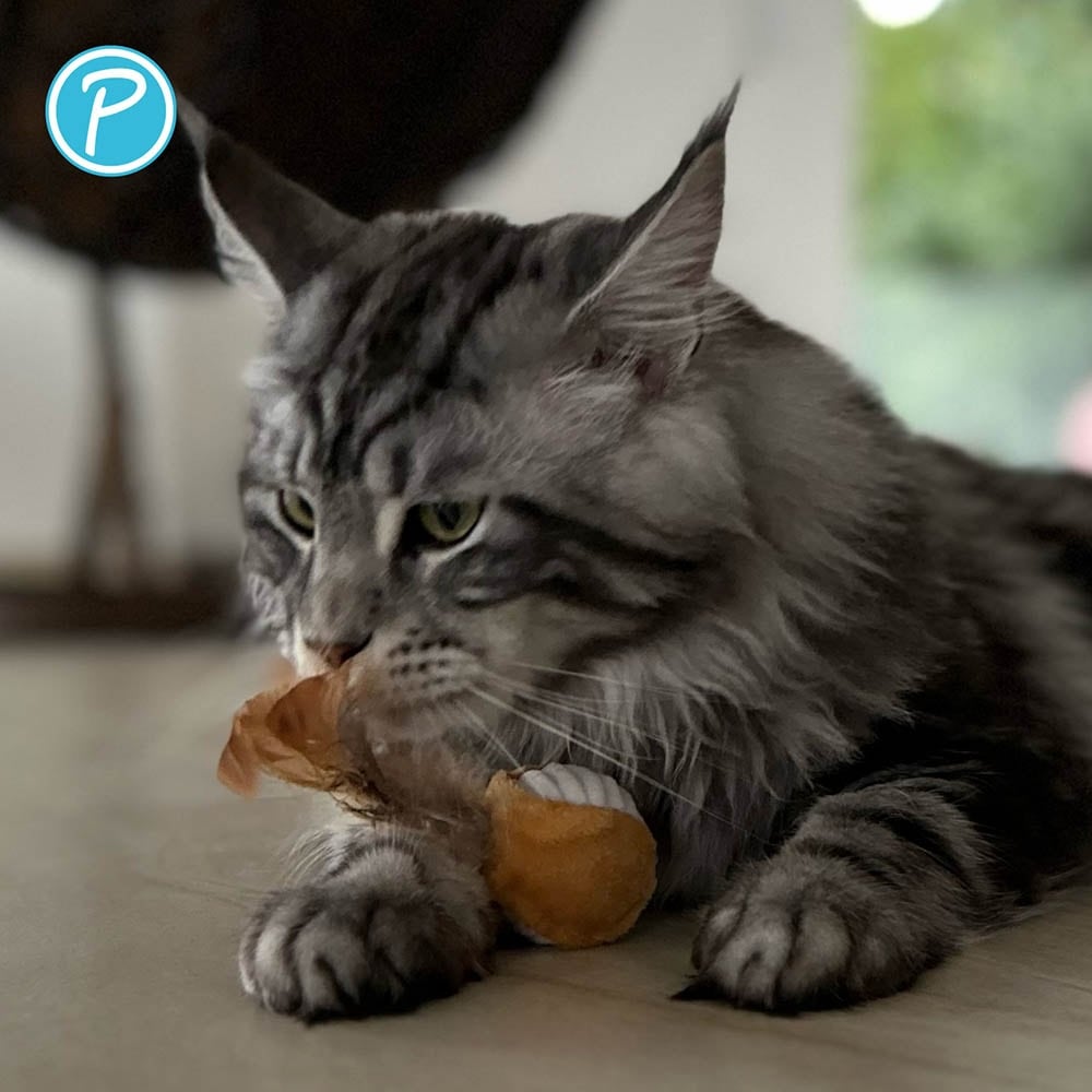 Petlando Katzenspielzeug Federball_3