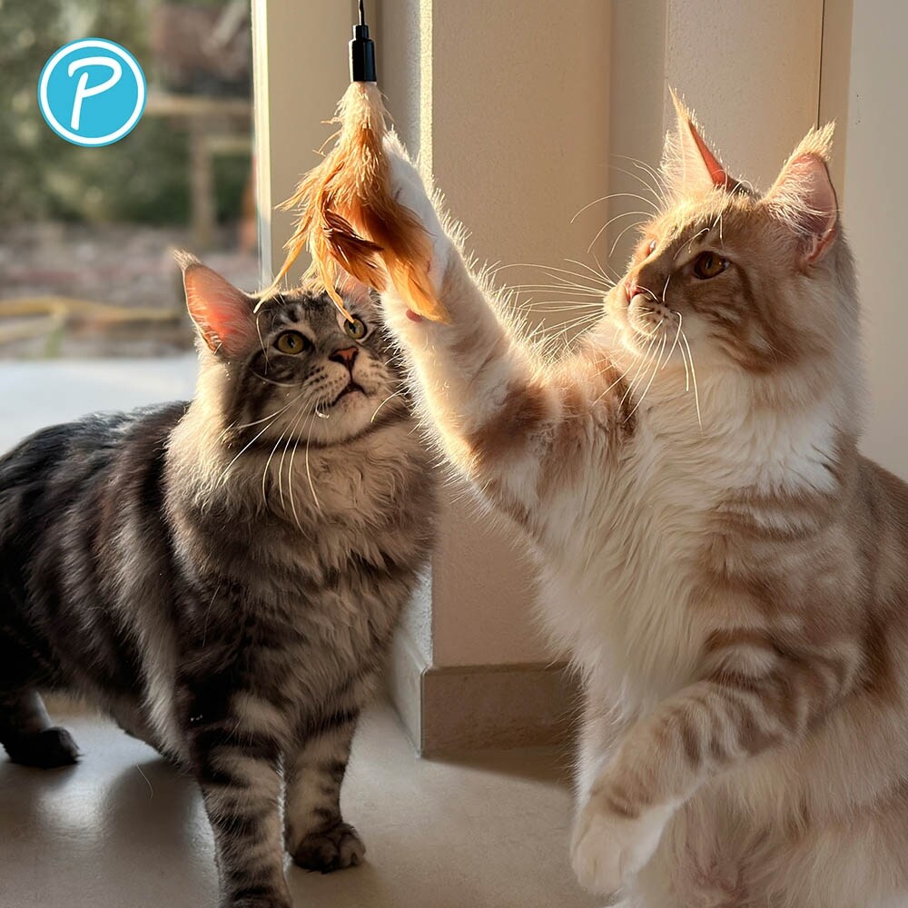 Petlando Katzenangel mit Feder_2