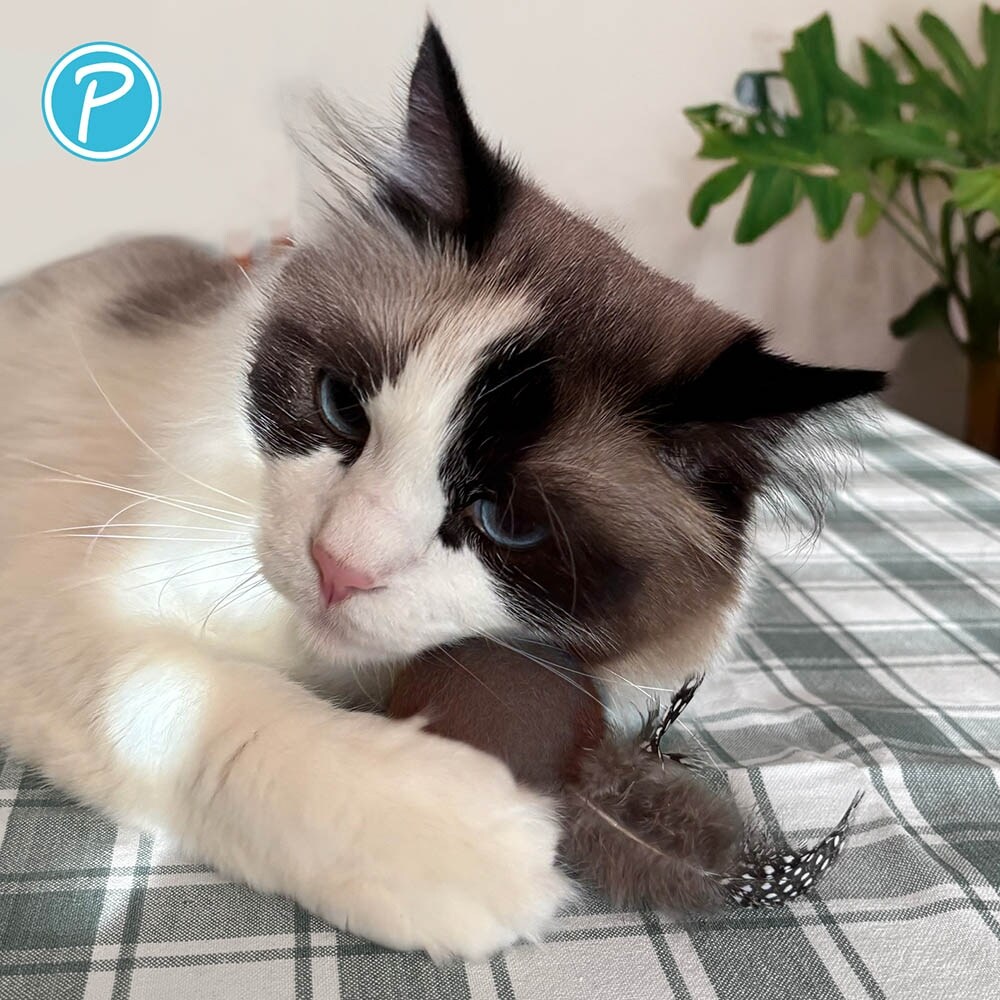 Petlando Katzenspielzeug Filzball_4