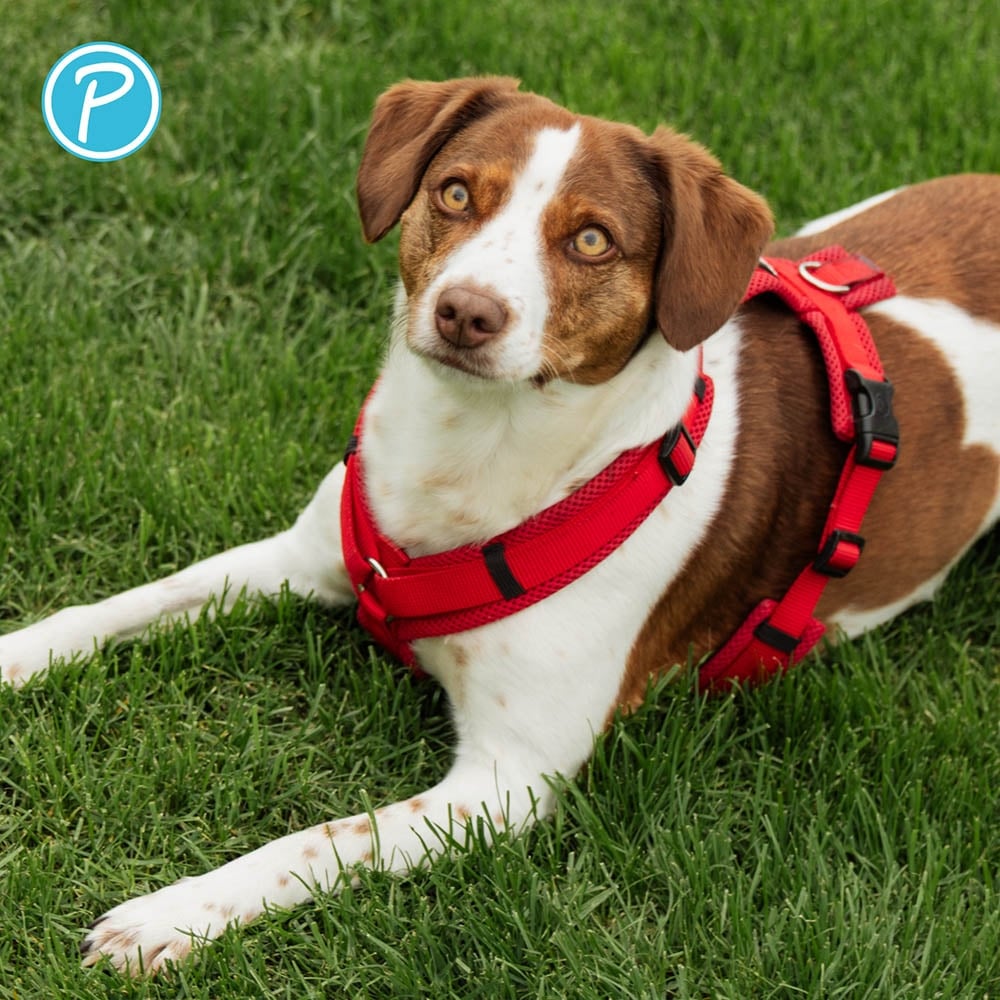 Petlando Mesh Y-Comfort Geschirr rot_4