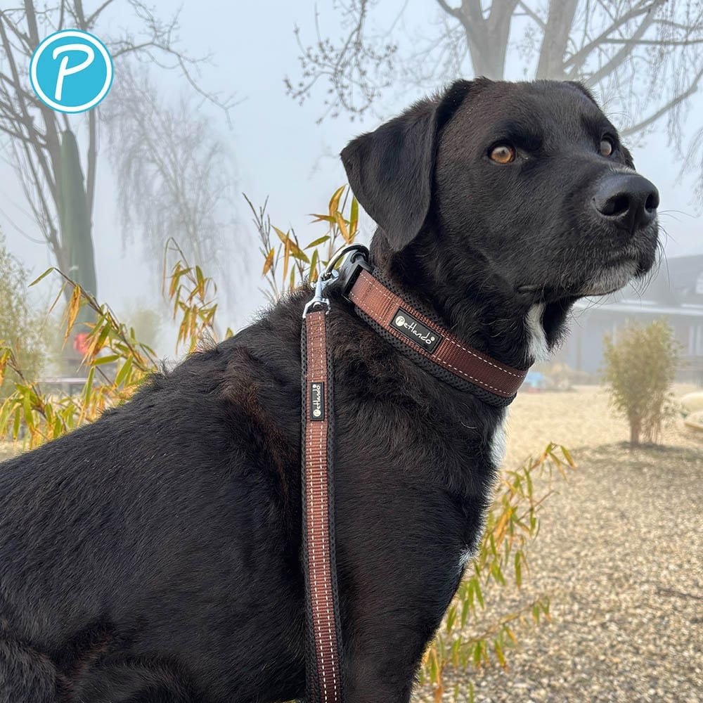 Petlando Outdoor Führleine mokka_3