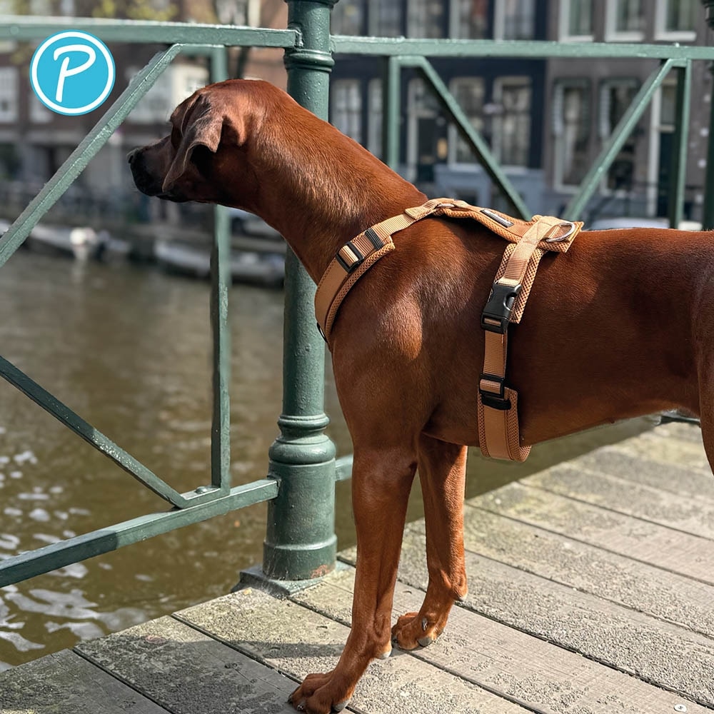 Petlando Mesh Y-Comfort Geschirr cognac_4