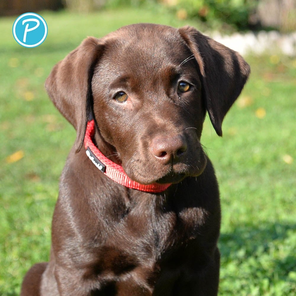 Petlando Mesh Halsband rot_3