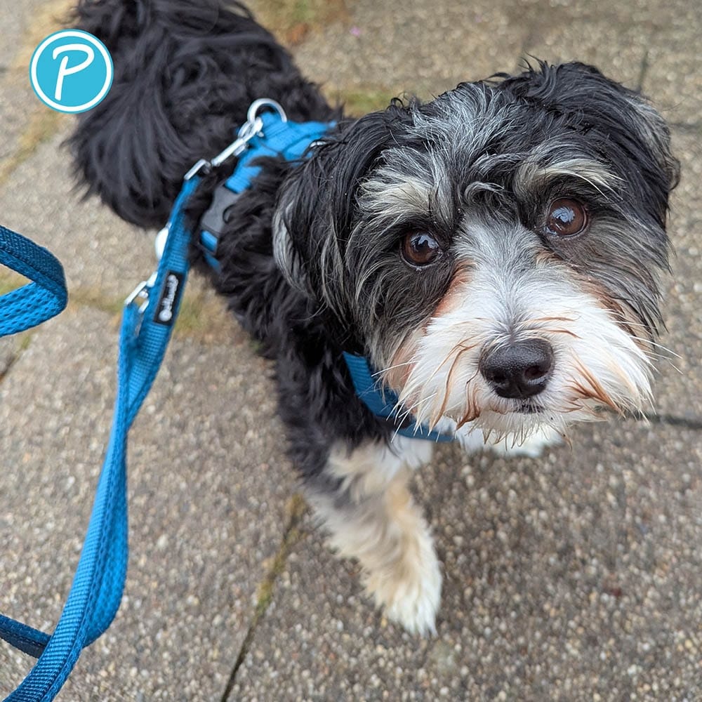 Petlando Mesh verstellbare Führleine petrol_3